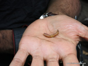 Hanoi Food on Foot Tour: worm in hand