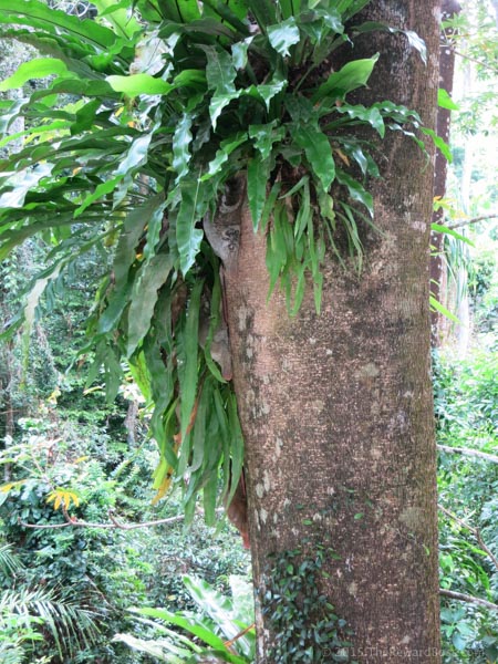 Andaman Langkawi - Sloth sleeping in tree