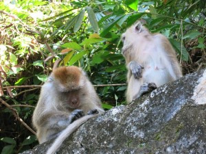 Andaman Langkawi monkeys