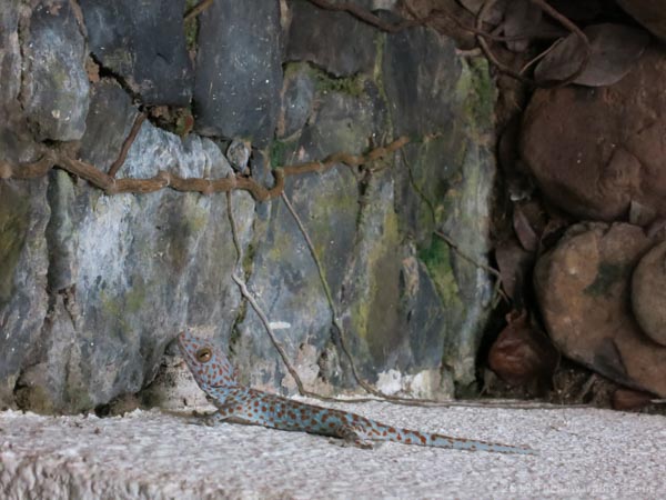 Andaman Langkawi lizards