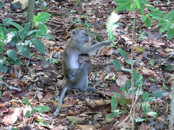 Andaman Langkawi monkeys