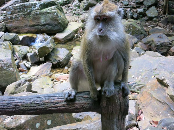 Langkawi Biking to the Temurun Waterfall - Monkey