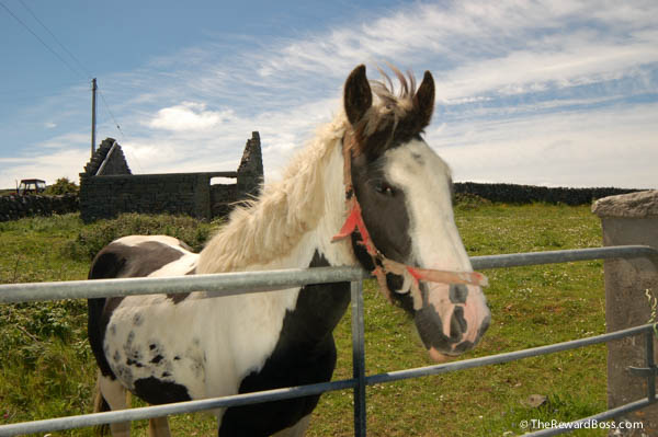 Aran Islands Horse