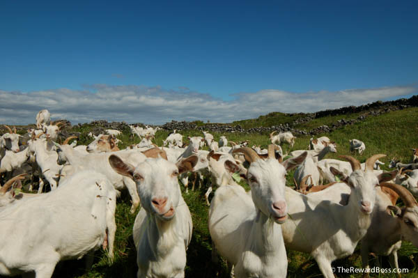 Aran Islands - Goats