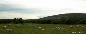 The Burren - Sheep