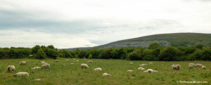 The Burren - Sheep