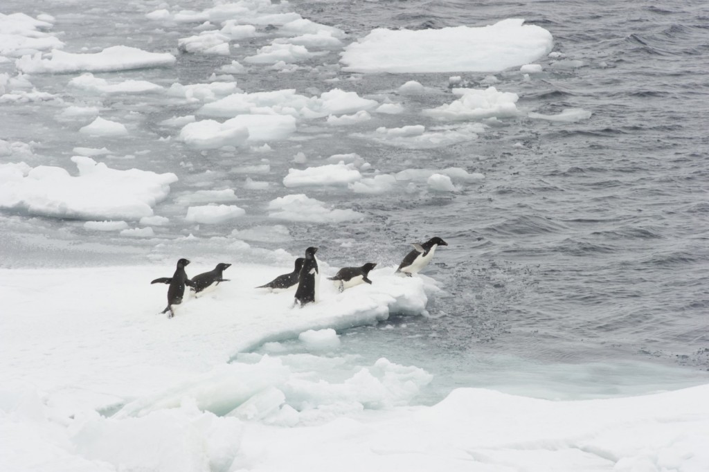 Penguins Antarctica - Antarctica Trip Contest
