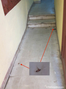 Casa Particular Hallway Cockroaches-1
